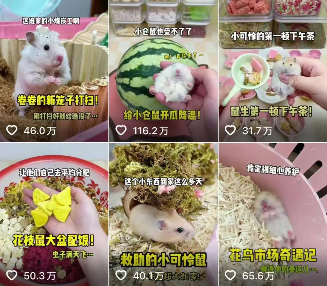 null @一只笨鼠 抖音截图