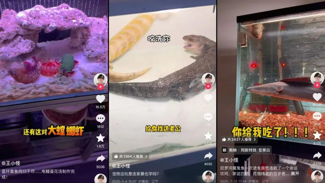 null @王小怪 抖音截图